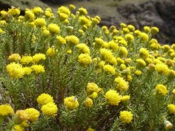 Helichrysum trilineatum green leaves and many flowerheads